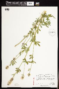 Dalea candida var. candida image