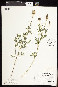 Dalea candida var. candida image