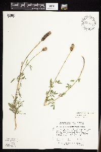 Dalea candida var. candida image