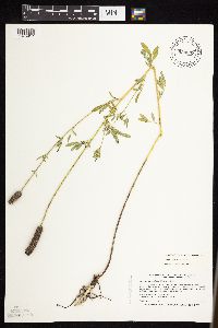 Dalea candida var. candida image