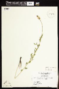 Dalea candida var. candida image
