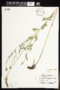 Dalea candida var. candida image