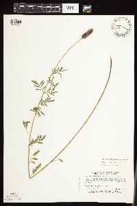 Dalea candida var. candida image