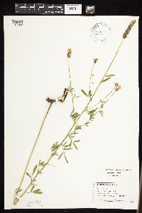 Dalea candida var. candida image