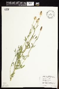 Dalea candida var. candida image