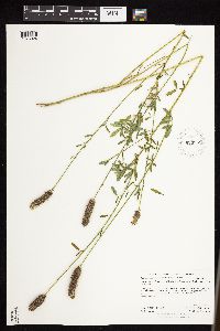 Dalea candida var. candida image