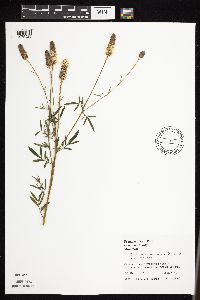 Dalea candida var. candida image