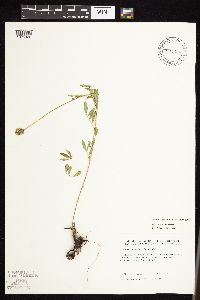 Dalea candida var. candida image