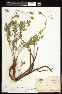 Dalea candida var. candida image