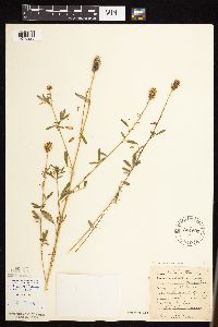 Dalea candida var. candida image