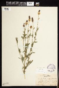 Dalea candida var. candida image