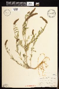 Dalea leporina image