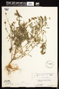 Dalea leporina image