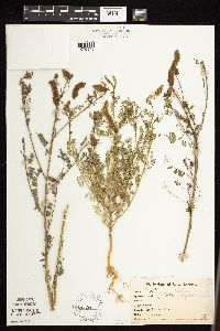 Media resource of Dalea leporina