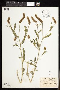 Dalea leporina image