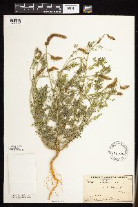 Dalea leporina image