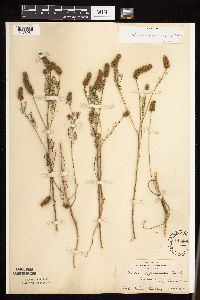 Dalea leporina image