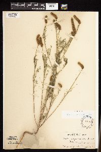 Dalea leporina image