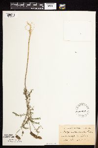 Dalea leporina image