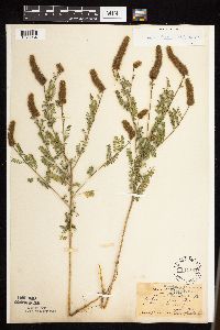 Dalea leporina image