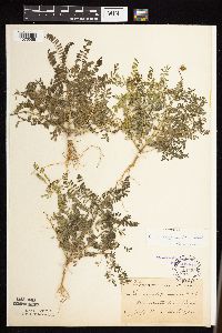 Dalea leporina image