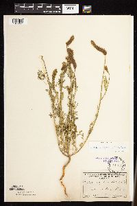 Dalea leporina image