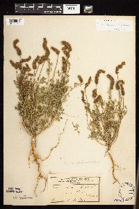 Dalea leporina image