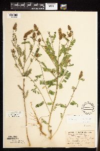 Dalea leporina image