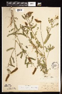 Dalea leporina image