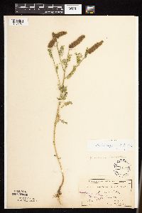 Dalea leporina image