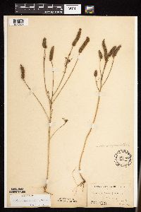 Dalea leporina image