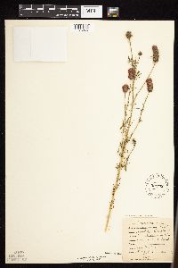 Dalea purpurea image