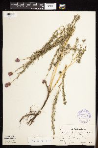 Dalea purpurea image