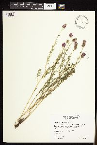Dalea purpurea var. purpurea image