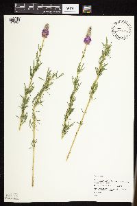 Dalea purpurea var. purpurea image