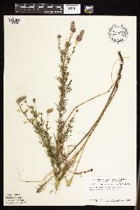 Dalea purpurea image