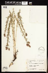 Dalea purpurea image