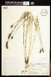 Dalea purpurea image