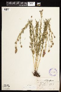 Dalea purpurea image