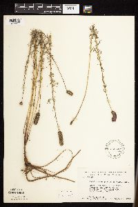 Dalea purpurea image