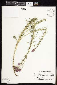 Dalea purpurea var. purpurea image