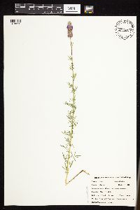 Dalea purpurea image