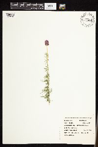 Dalea purpurea var. purpurea image