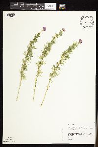 Dalea purpurea var. purpurea image