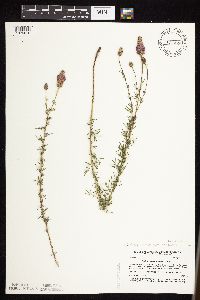 Dalea purpurea image