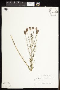 Dalea purpurea var. purpurea image