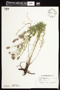 Dalea purpurea image