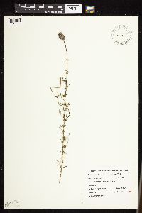 Dalea purpurea var. purpurea image