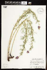 Dalea purpurea var. purpurea image