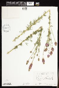 Dalea purpurea image